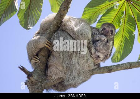Brown-throated three-toed sloth (Bradypus variegatus) mother and baby, Cahuita, Costa Rica. Stock Photo