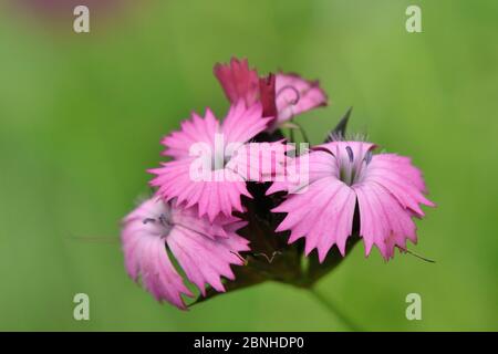 Carthusian Pink/ Cluster-headed pink (Dianthus carthusianorum) flowering in alpine grassland on Mount Maglic, Sutjeska National Park, Bosnia and Herze Stock Photo