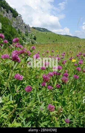 Purple globe clover / Owlhead clover (Trifolium alpestre) carpet flowering in alpine grassland, Zelengora mountain range, Sutjeska National Park, Bosn Stock Photo