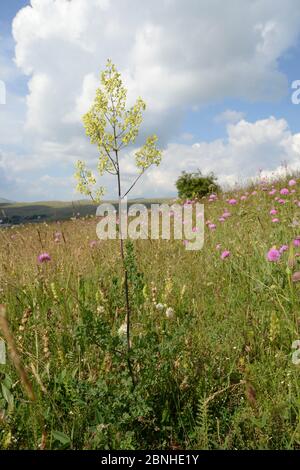Lesser meadow rue (Thalictrum minus) flowering among Purple scabious (Knautia purpurea) on Piva plateau, near Trsa, Montenegro, July. Stock Photo