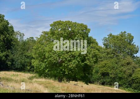 Walnut tree (Juglans regia) in full summer leaf, Sussex, UK Stock Photo