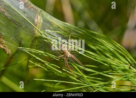 Hunting spider (Pisaura mirabilis) guarding nursery web, Sussex, UK Stock Photo