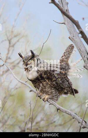 Great Horned Owl (Bubo virginianus) adult female hooting, Sublette County, Wyoming, USA, May Stock Photo