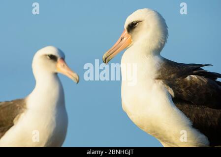 Laysan albatross (Phoebastria immutabilis) male female pair profiles, Oahu, Hawaii, January Stock Photo