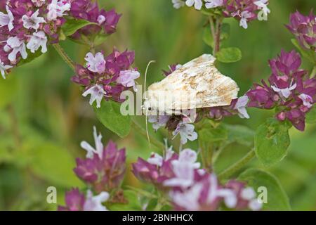 Dusky sallow moth (Eremobia ochroleuca) day-flying moth on wild marjoram, Hutchinson's Bank, New Addington, London, UK. July. Stock Photo