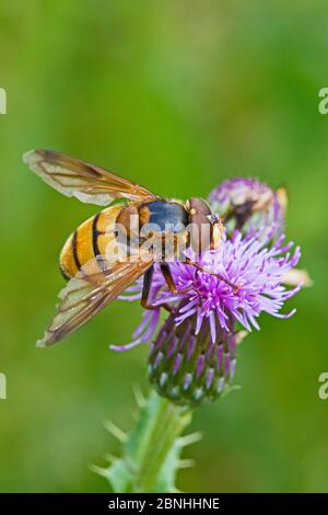 Hoverfly (Volucella inanis) female feeding on Thistle (Cirsium sp) Sutcliffe Park Nature Reserve, Eltham, UK August Stock Photo