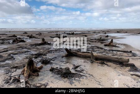 Forest trees and peat, which were covered by the sea following the last ice age, exposed on beach at low tide, Borth, Wales. September. Stock Photo