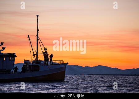 Fishing boat setting sale at dusk carrying photographers who will  look for Killer whale /  Orcas (Orcinus orca)  Andenes, Andoya island, North Atlant Stock Photo