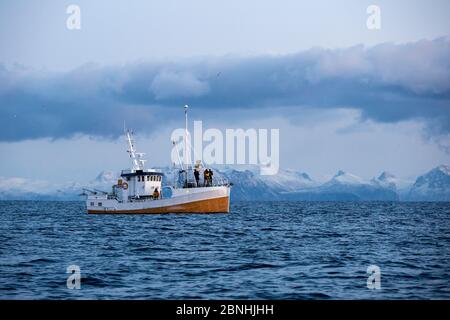 Fishing boat carrying photographers who will look for Killer whale /  Orcas (Orcinus orca)  Andenes, Andoya island, North Atlantic Ocean, Norway, Janu Stock Photo