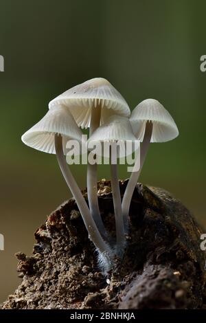 Bonnet fungi (Mycena sp.) group of toadstools growing on dead wood, Bedfordshire, England, UK, November . Focus stacked image