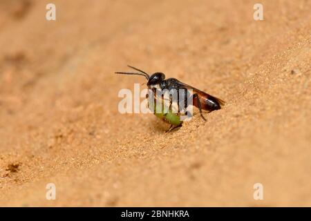 Shield bug hunting wasp (Astata boops) digger wasp pulling paralysed shield bug nymph into burrow, Surrey, England, UK. June Stock Photo