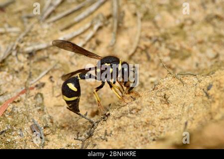 Heath potter wasp (Eumenes coarctatus) female using her mandibles to collect mud for nest building, Surrey, England, UK, August Stock Photo