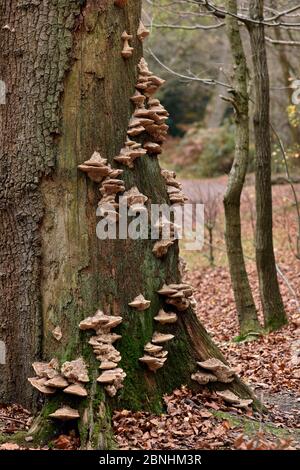 Oak mazegill (Daedalea quercina) large group of bracket fungi growing on dead oak tree trunk, Buckinghamshire, England, UK, November Stock Photo