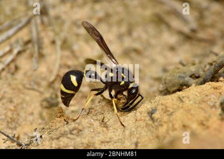 Heath potter wasp (Eumenes coarctatus) female using her mandibles to collect mud for nest building, Surrey, England, UK, August Stock Photo