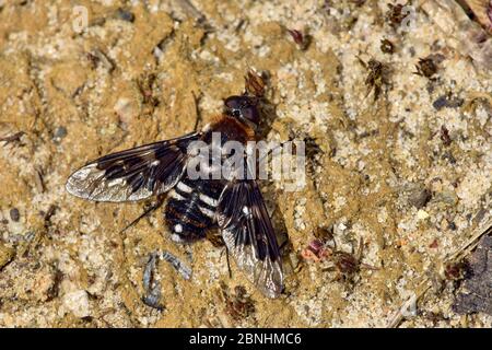 Mottled bee-fly (thyridanthrax fenestratus) bee fly who's larvae parasitize the nests of the digger wasp Ammophila pubescens, Surrey, England, UK, Aug Stock Photo