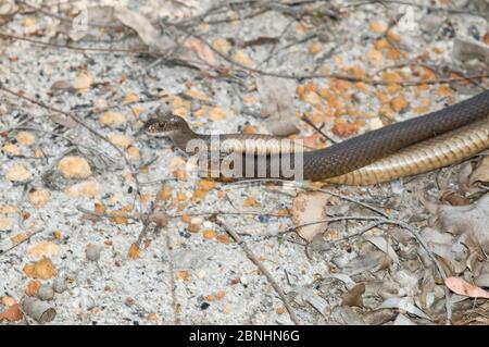 Two Dugites snakes (Pseudonaja affinis) fighting, territorial dispute, Frankland National Park, Western Australia, November. Stock Photo