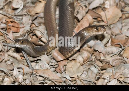 Two Dugites snakes (Pseudonaja affinis), Mount Frankland National Park, Western Australia, November. Stock Photo