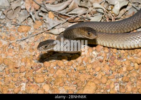 Two Dugite snakes (Pseudonaja affinis) fighting, territorial dispute, Frankland National Park, Western Australia, November. Stock Photo