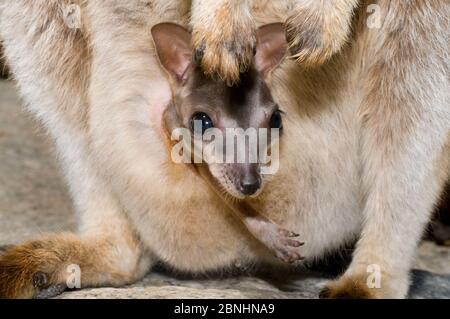 Mareeba rock wallaby (Petrogale mareeba)  joey in mothers pouch, north-eastern Queensland, Australia. October. Stock Photo