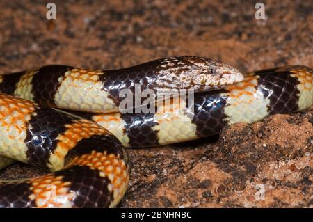 A Jan's Banded Snake (Simoselaps Bertholdi) On Red Sand At Shark Bay ...