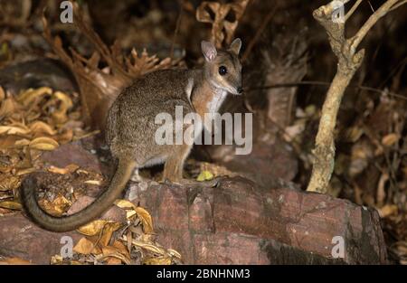 Wilkins rock wallaby (Petrogale wilkinsi) at night Litchfield National Park, Northern Territory, Australia. August . Stock Photo