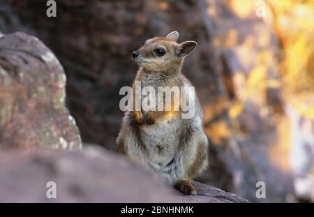 Wilkins rock wallaby (Petrogale wilkinsi) Litchfield National Park, Northern Territory, Australia. August. Stock Photo