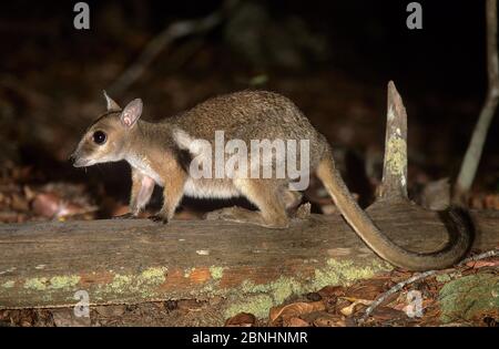 Wilkins rock wallaby (Petrogale wilkinsi) at night Litchfield National Park, Northern Territory, Australia. August . Stock Photo