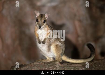 Wilkins rock wallaby (Petrogale wilkinsi) at night Litchfield National Park, Northern Territory, Australia. August . Stock Photo