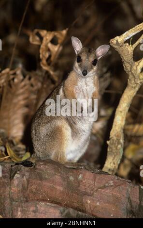 Wilkins rock wallaby (Petrogale wilkinsi) at night Litchfield National Park, Northern Territory, Australia. August . Stock Photo