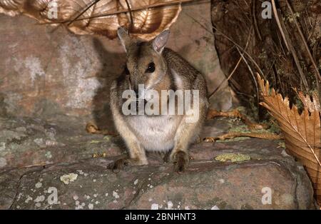 Wilkins rock wallaby (Petrogale wilkinsi) at night Litchfield National Park, Northern Territory, Australia. August . Stock Photo