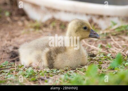 Gosling of a greylag goose (anser anser) rest in the grass Stock Photo