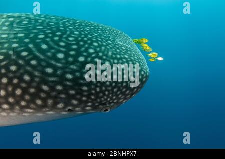 Whale Shark (Rhincodon typus) & Golden Trevally (Gnathanodon speciosus)Cenderawasih Bay West Papua Indonesia Stock Photo