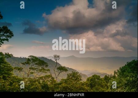 Evening light in the lush rainforest at Cerro Pirre, Darien national park, Darien province, Republic of Panama