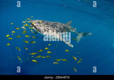 Whale Shark (Rhincodon typus) and Golden trevally (Gnathanodon speciosus) Cenderawasih Bay, West Papua, Indonesia. Stock Photo