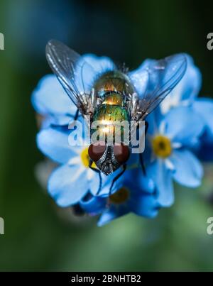 Greenbottle fly feeding from a Forget-Me-Not flower, UK Stock Photo