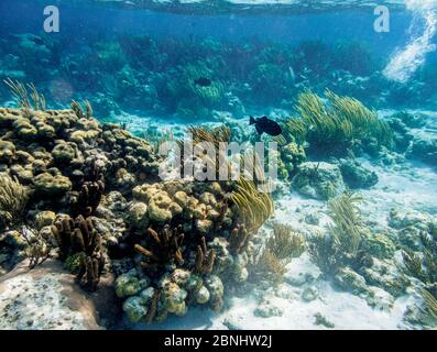 Coral Reef near Stingray City, Grand Cayman, Cayman Islands Stock Photo