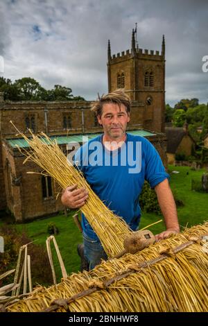 Dan Quatermain, master thatcher working on a thatched roof in Wroxton village, Oxfordshire, UK. September 2015. Stock Photo