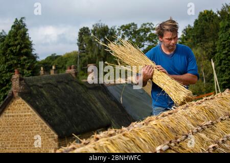 Dan Quatermain, master thatcher working on a thatched roof in Wroxton village, Oxfordshire, UK. September 2015. Stock Photo