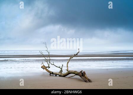 Driftwood - graphic image of dead branch washed up by the sea of the Bristol Channel onto sandy beach at Burnham-on-Sea, Somerset, UK