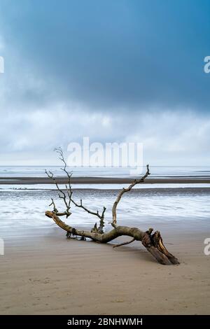 Driftwood - graphic image of dead branch washed up by the sea of the Bristol Channel onto sandy beach at Burnham-on-Sea, Somerset, UK Stock Photo