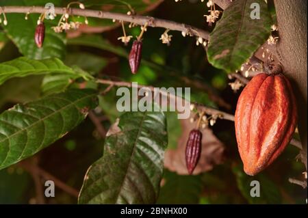Growing cacao pods on tree macro close up view Stock Photo