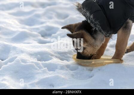 Cute shepherd dog drinking water in the winter Stock Photo