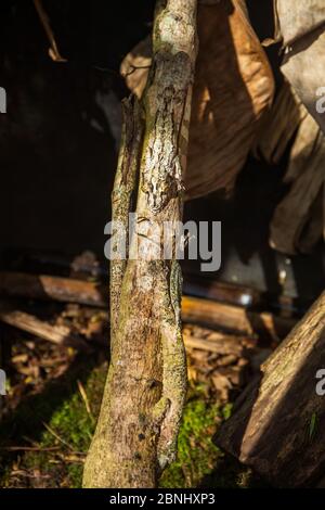 Best Animal Camouflage: Almost invisible grey chameleons sitting on a branch Stock Photo