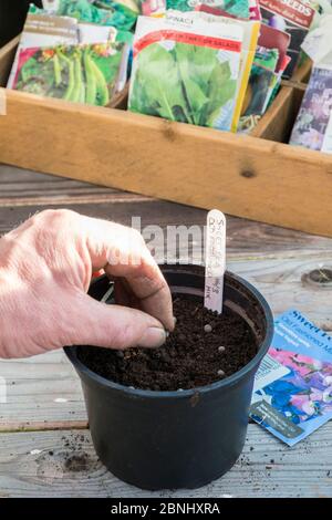 Gardeners sowing Sweet pea seed into 5 inch plastic pot. England, UK. February. Stock Photo
