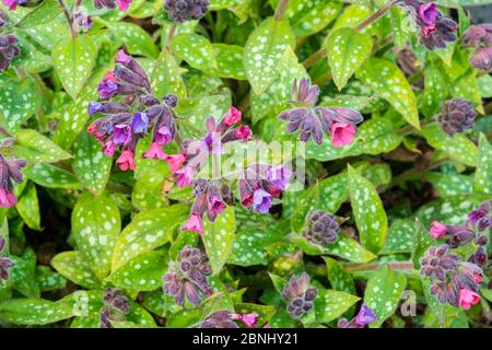 Lungwort (Pulmonaria)  cultivated  'Victorian Brooch' variety Stock Photo