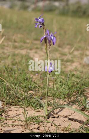 Mountain iris (Moraea sisyrinchium) flower in field, Oman, April Stock Photo