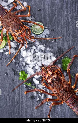 Raw fresh Cape rock lobster, West Coast rock lobster, Jasus lalandii on a dark slate background with cold ice cubes, top view, flat lay, overhead shot Stock Photo