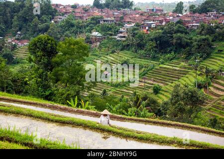 Farmer wearing conical hat with town and terraces behind Jatiluwih Bali Indonesia Stock Photo