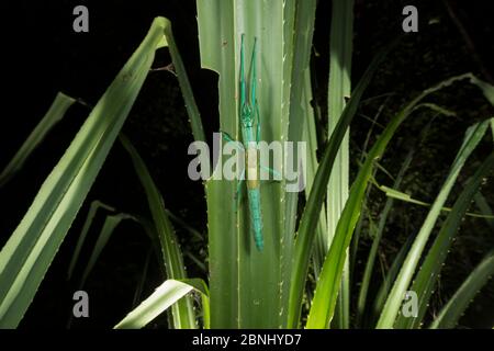 Peppermint stick insect (Megacrania batesii) on a pandanus leaf, Queensland, Australia. Stock Photo