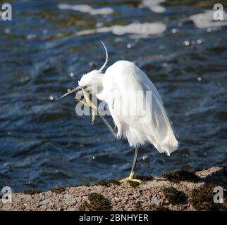 little egret looking for food on the river Exe Stock Photo
